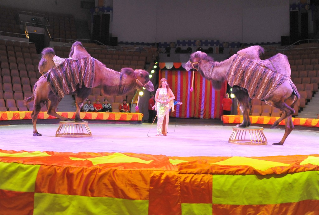 Цирк Филатовых, верблюд, цирк, Екатеринбург