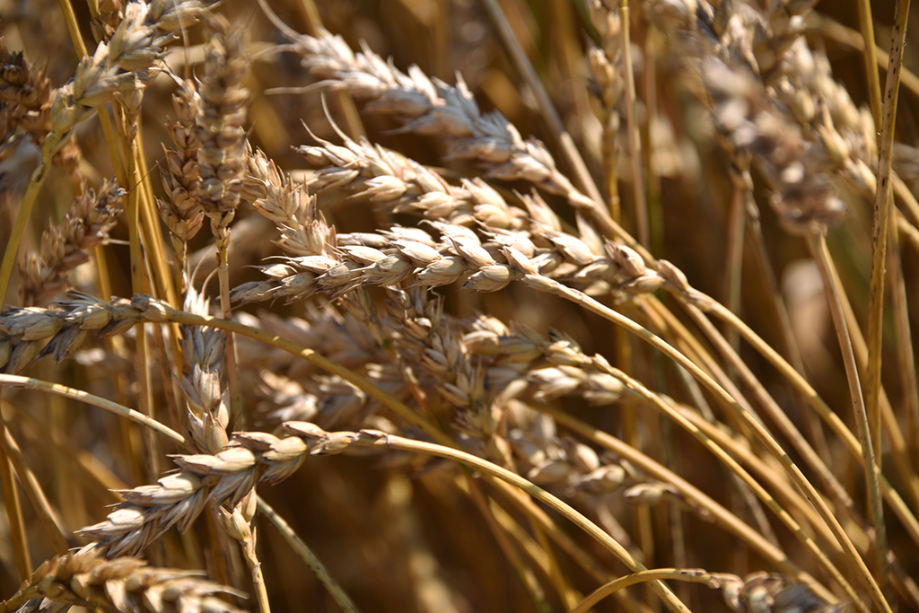 В этом году пшеница в "Каменском" даёт урожайность за 50 центнеров зерна с гектара