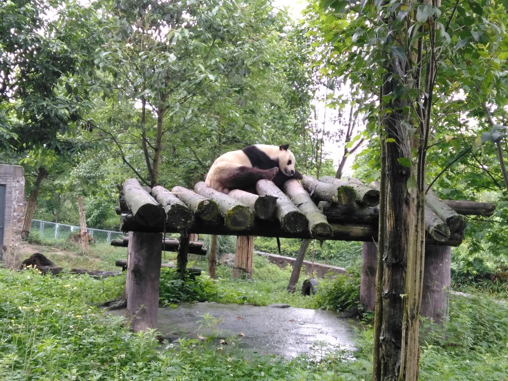 Панда с ампутированной лапой в заповеднике Дуцзянъянь, Чэнду, провинция Сычуань