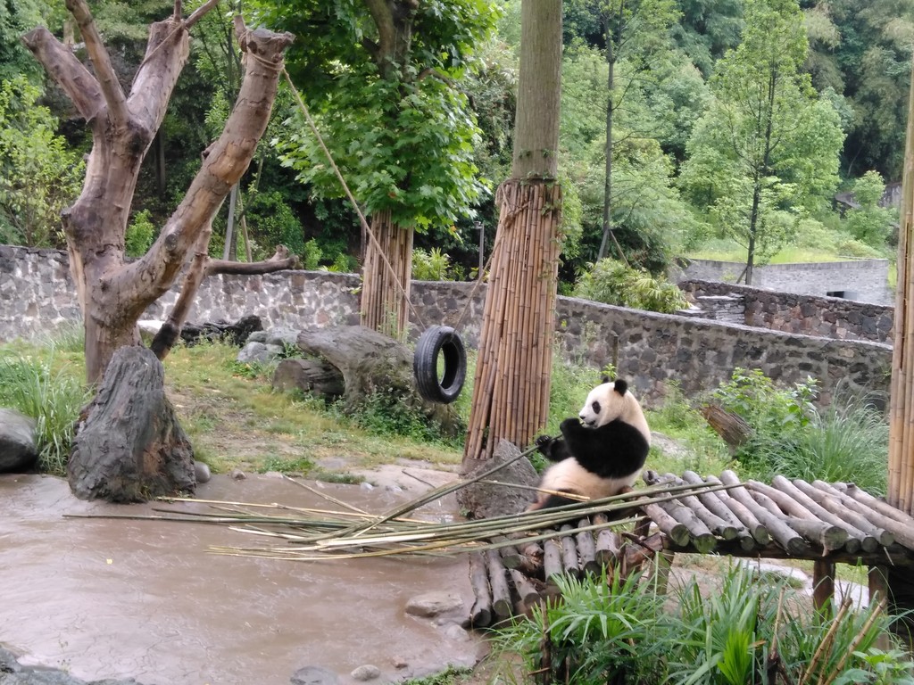 Панда за едой в заповеднике Дуцзянъянь, Чэнду, провинция Сычуань