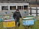 Фото: Алексей Кунилов.На пасеке Санжаповых — 66 пчелиных семей. 