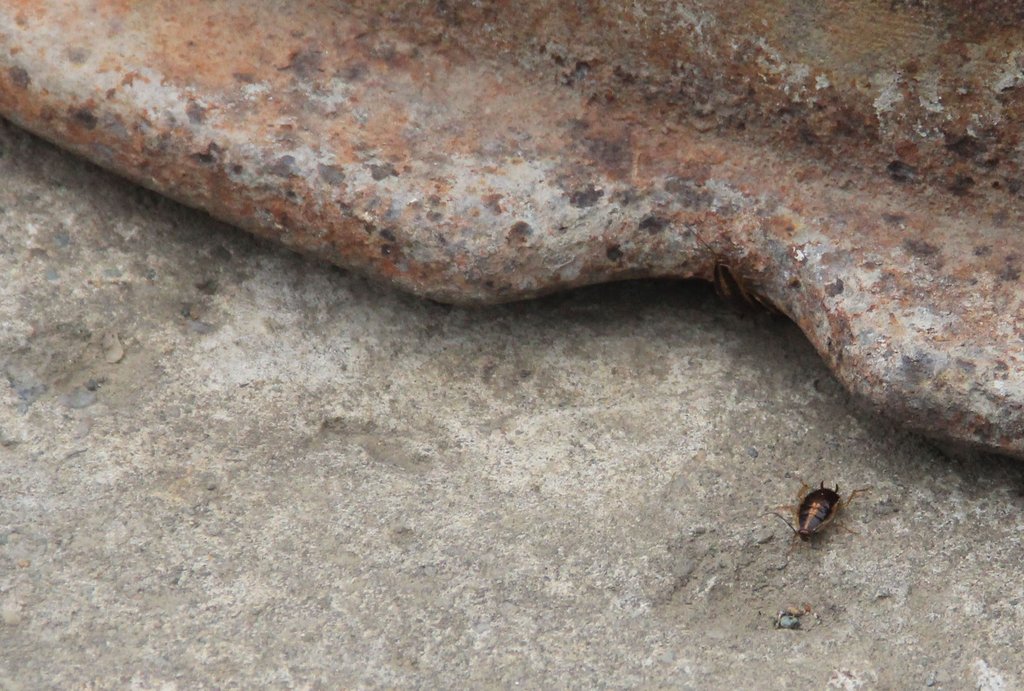 Тараканов около колодца видно невооружённым глазом. Фото: Городские вести