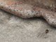 Тараканов около колодца видно невооружённым глазом. Фото: Городские вести