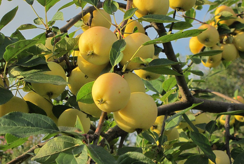 Уральские сорта яблок - чемпионы по витамину С