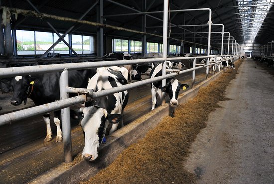 Два ведра молока в сутки даёт на фермах области в среднем каждая корова. Фото: Александр Зайцев