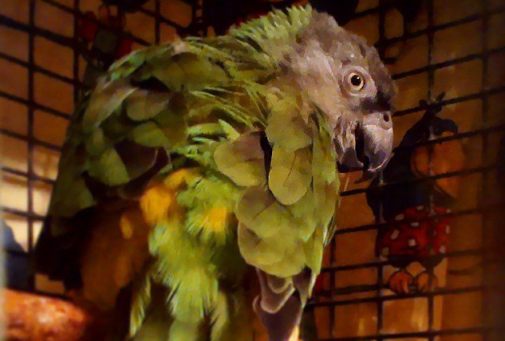 Экзотический попугай перегрызал телефонные провода, пока его не посадили  в клетку. Фото: Настасья Боженко