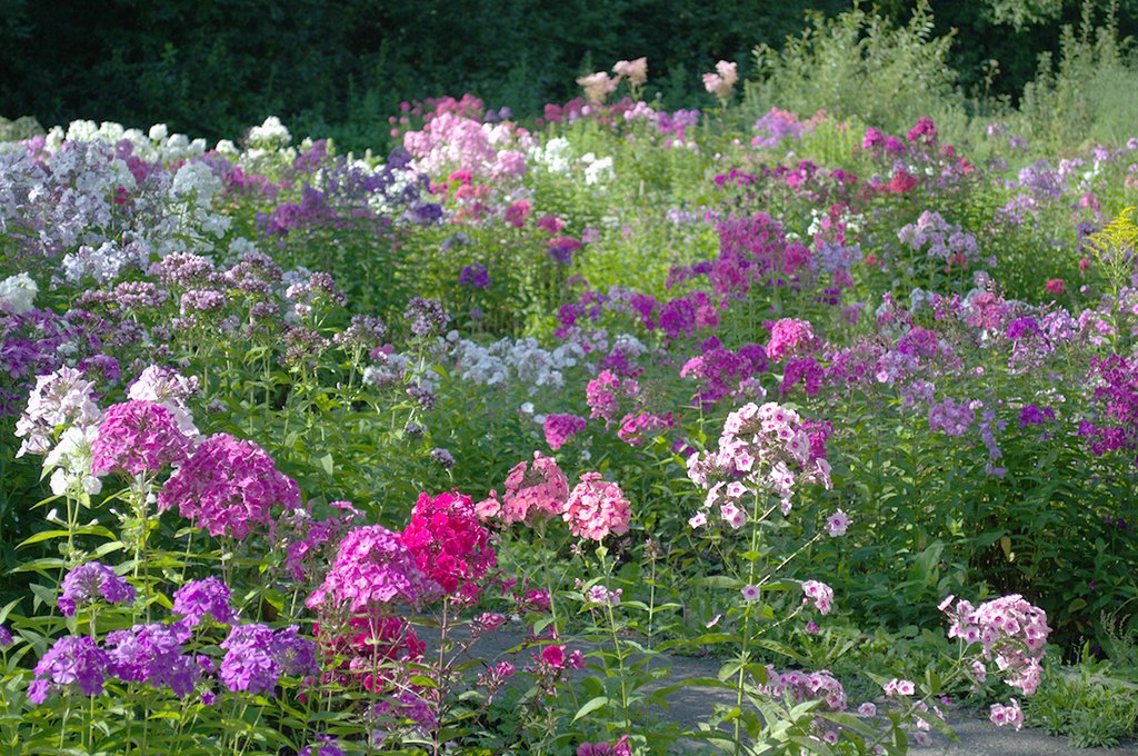 Цветы-однолетки позволяют формировать каждое лето новую композицию. Фото: Наталья Дюрягина