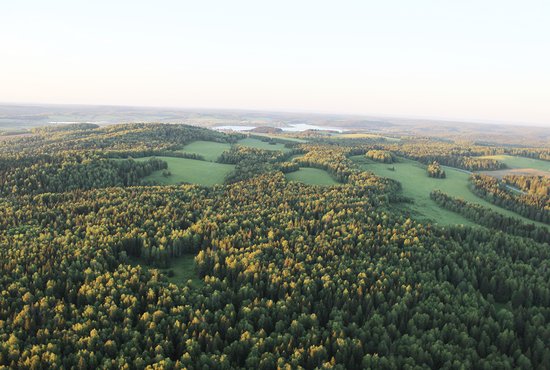 Расчётная лесосека (разрешённый годовой объём заготовки древесины) в Свердловской области составляет 24 миллиона кубометров, осваивается она последние годы в пределах  27 процентов. Фото: Дмитрий Сивков