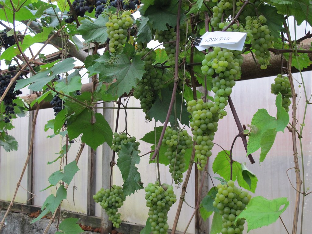 Виноград на Урале: посадка и выращивание