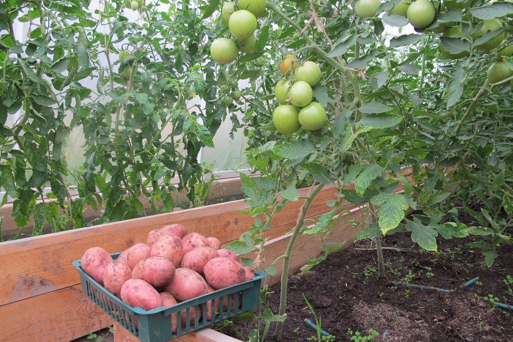 Даже помидоры – и те ещё висят зелёные на ветках, а ранний картофель уже поспел, клубни – идеального среднего размера. Фото: Рудольф Грашин