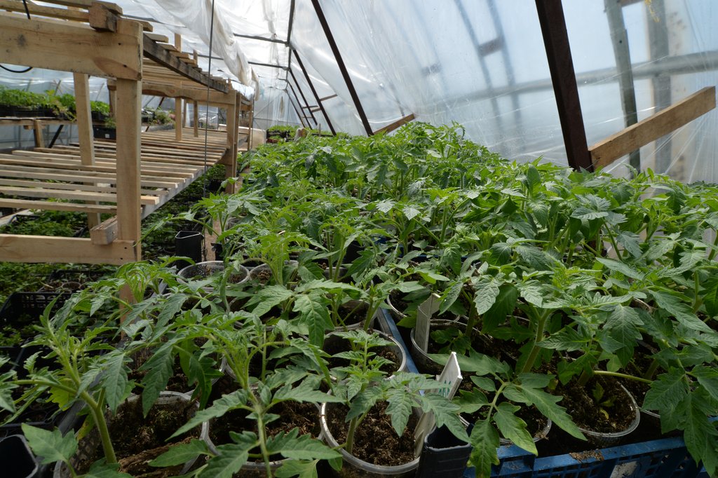 Для помидорной рассады достаточно всего месяца роста в теплице,  чтобы быть готовой к пересадке на постоянное место. Фото: Александр Зайцев