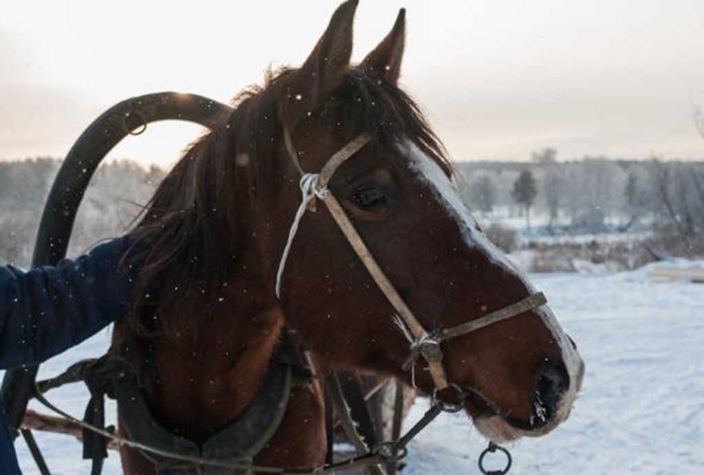 В январе у тагильских лошадей будут затяжные каникулы. Фото: Александр Исаков