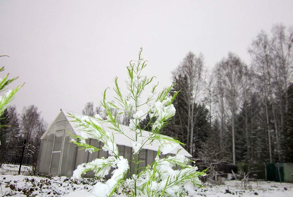 Малое количество снега садоводам приходится компенсировать укрытиями. Фото: Алексей Кунилов