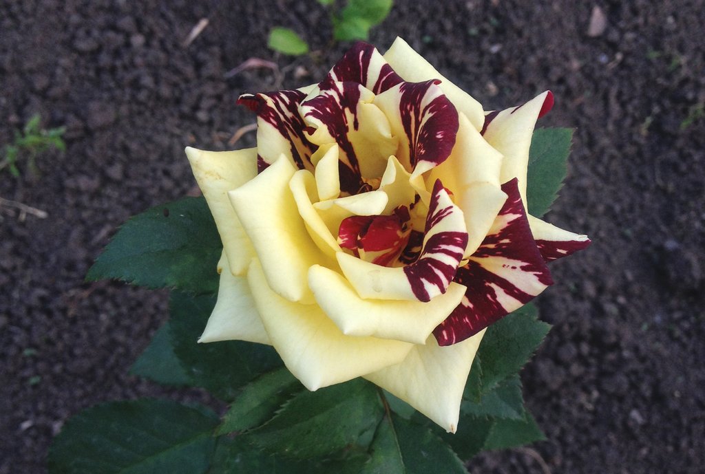 Необычный представитель  роз сорта флорибунда – роза  «фокус-покус» – отличается не только оригинальным окрасом, но и лёгким приятным ароматом. Вырастить такую красоту  на уральской  земле совсем  не сложно. Фото: Анна Осипова