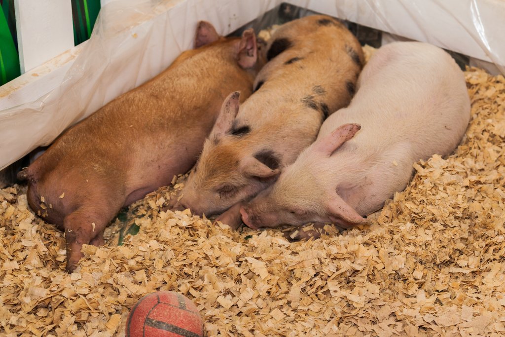 Свинокомплекс в Серове построят к 2019 году. Фото: Александр Исаков
