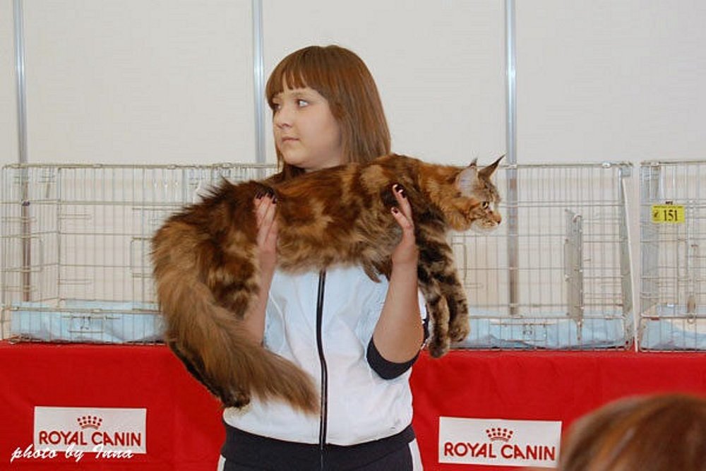 Своих котов Катя готова носить на руках. Фото из личного архива.