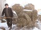 Сылвенец Александр Марков готовится кормить скотину.  Из-за дождливой погоды сено сырое, поэтому тюки приходится сначала рубить топором,  а уже потом разматывать. Фото: Дмитрий Сивков.