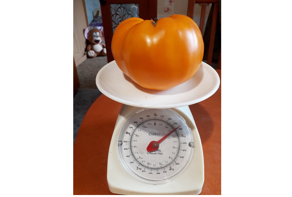 Этот помидор может претендовать на настоящий рекорд. Фото: Татьяна Занина