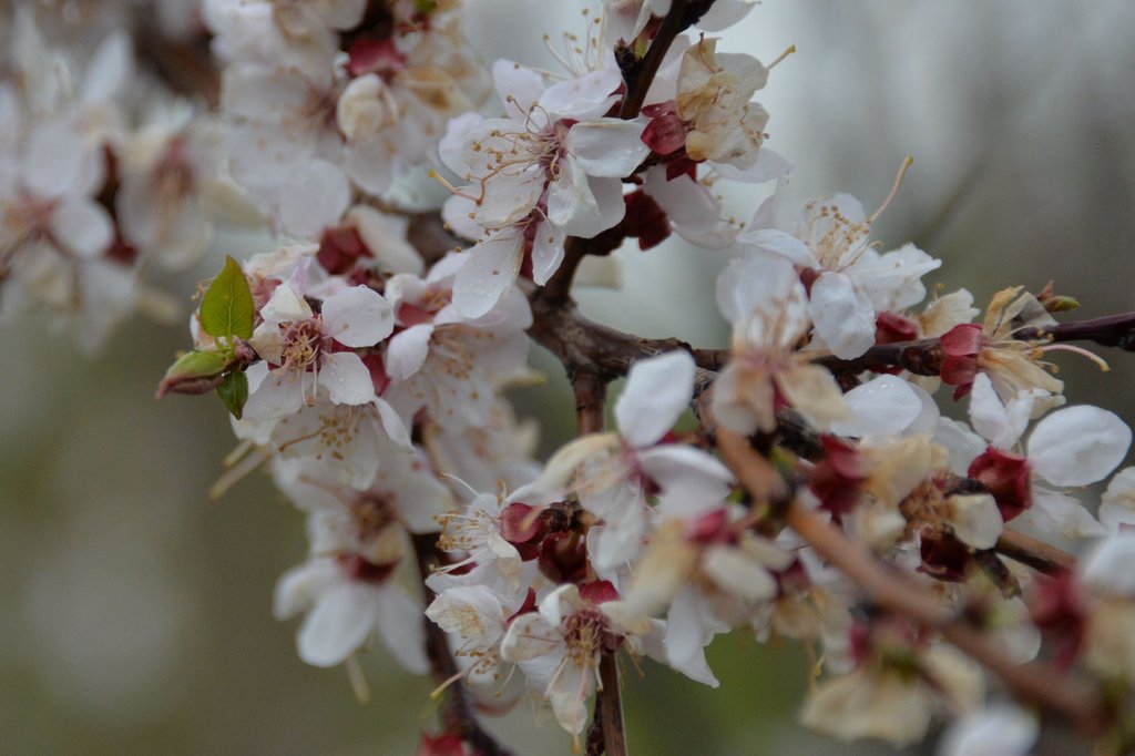 Абрикос радует своих хозяев не только урожаем, но и красивым, с тонким ароматом, цветением. Фото: Александр Зайцев