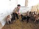 Эльвира Гречина: мои козы очень любят морковь, она у нас своя. Фото: Алексей Кунилов