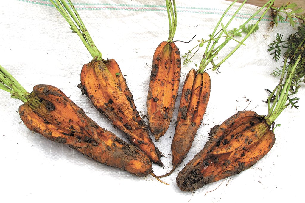 Уродливые половинки — последствие растрескивания моркови. Фото: Рудольф Грашин