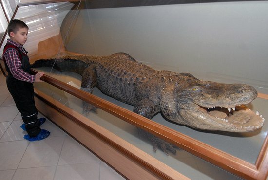 И в Музее природы крокодил Коля продолжает удивлять и радовать детей. Фото: Александр Зайцев