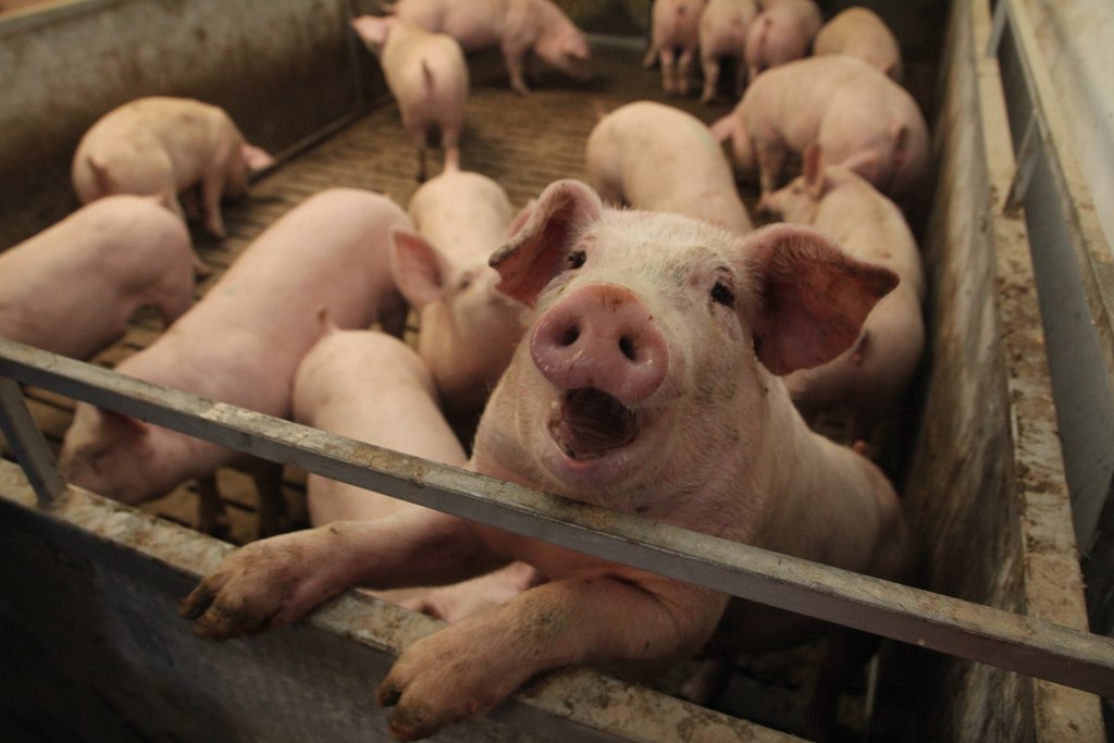 Свиноводческий комплекс входит в четвёрку лидеров производителей свинины в Свердловской области. Фото: Ольга Смолина