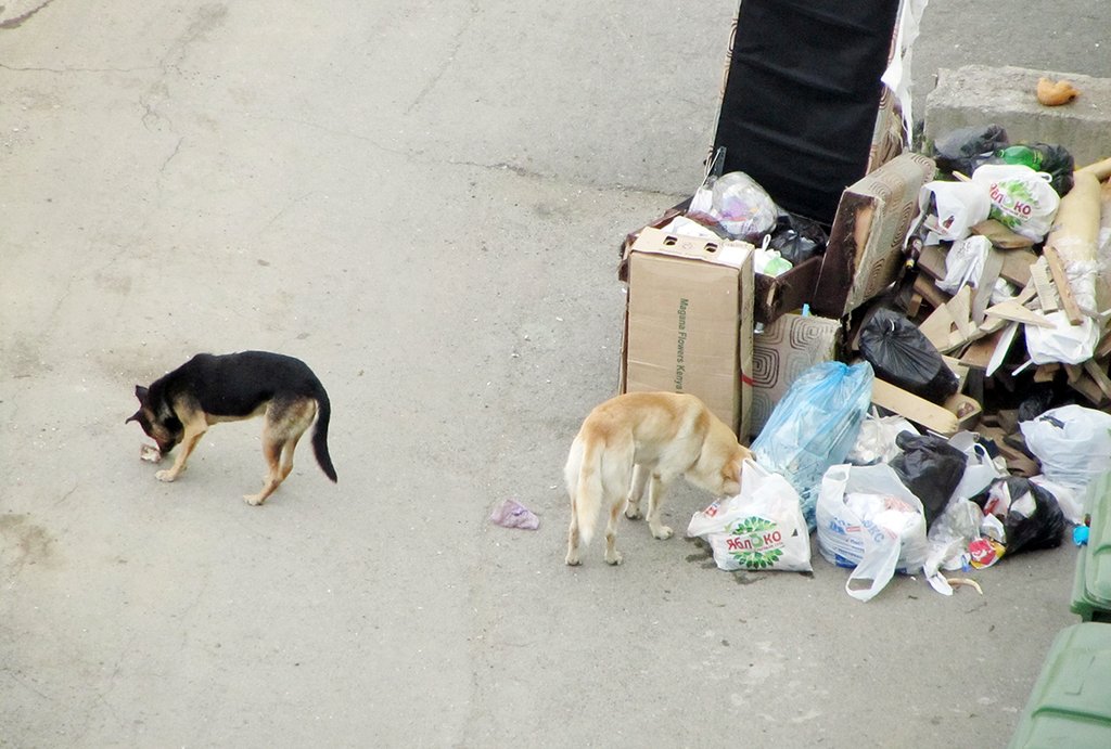 Бездомных собак чаще всего отлавливают на помойках, стройках и в коллективных садах Фото: Алексей Кунилов