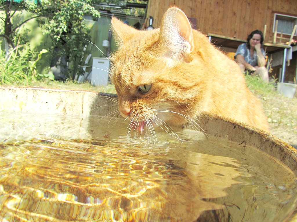 Для здоровья почек кошка должна потреблять больше в 2-3 раза воды, чем сухого корма. Фото: Алексей Кунилов