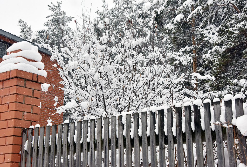Пока деревья в состоянии покоя, снежные шапки им не страшны. Фото: Алексей Кунилов