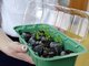 В торфяных таблетках удобно выращивать рассаду петунии и ремонтантной земляники Фото: Павел Ворожцов