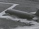 Ли-2 был создан на базе лицензионного производства американского самолёта "Дуглас" DC-3. Автор фото неизвестен