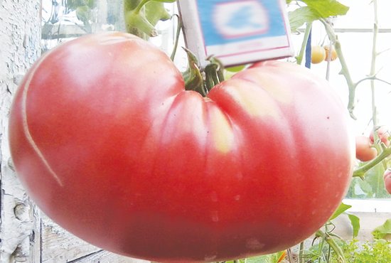 Как утверждают специалисты, размер помидора не влияет на его вкусовые качества, плод совершенно безопасен,  так как выращен без химических удобрений. Фото: «Новая жизнь»
