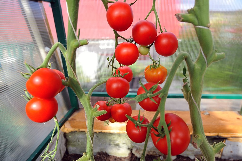 Ближайшее занятие в школе садоводства и огородничества будет посвящено выращиванию томатов. Фото: Павел Ворожцов