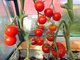 Ближайшее занятие в школе садоводства и огородничества будет посвящено выращиванию томатов. Фото: Павел Ворожцов
