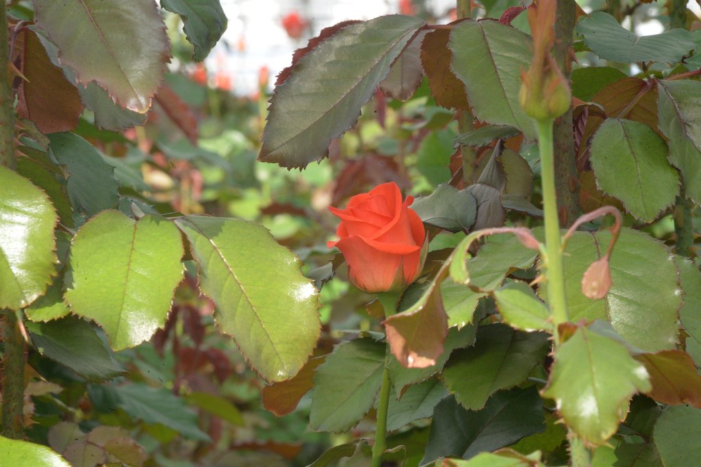 Если осенью роза продолжает цвести, цветы следует обрезать.Фото: Павел Ворожцов