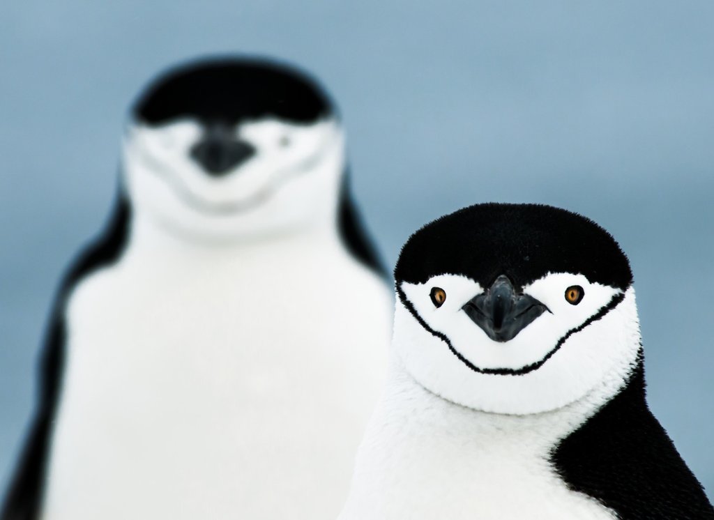 Пингвины очень редко смотрят прямо в камеру, поэтому фотографу пришлось очень долго выжидать момент, чтобы сделать этот редкий снимок. Фото: Гюнтер Рихли