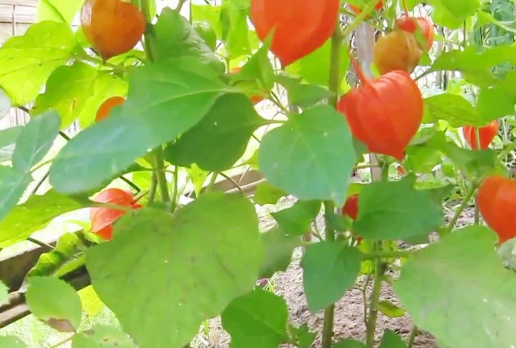 Физалис активно цветёт и даёт много плодов в тепличных условиях на Среднем Урале, если его вовремя посадить на рассаду. Фото: youtube.com