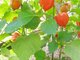 Физалис активно цветёт и даёт много плодов в тепличных условиях на Среднем Урале, если его вовремя посадить на рассаду. Фото: youtube.com