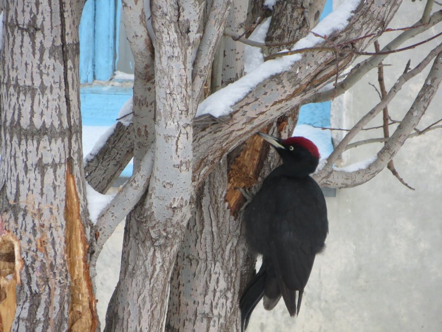 Североуральские натуралисты предположили, что дятел искал в дереве гусениц, а к музею его привела «Тропа здоровья», где много кормушек для птиц.