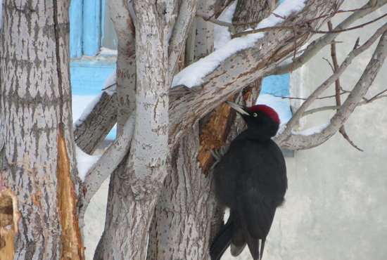 Североуральские натуралисты предположили, что дятел искал в дереве гусениц, а к музею его привела «Тропа здоровья», где много кормушек для птиц.