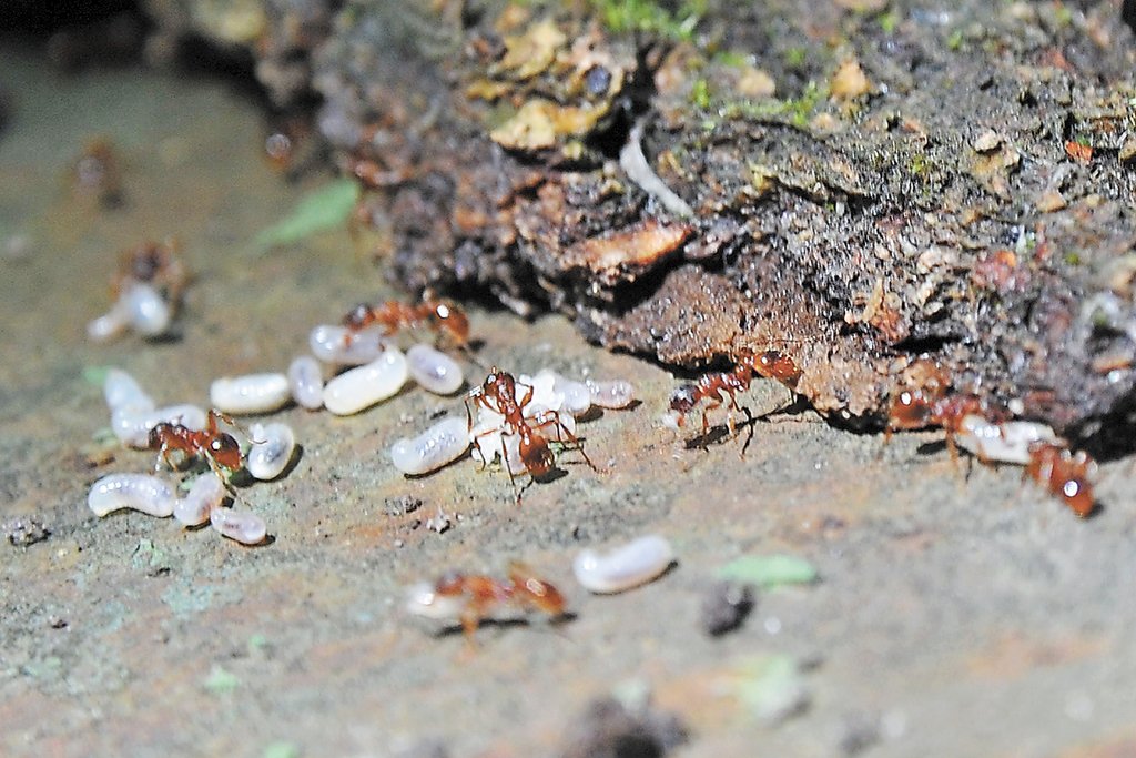 Вред от муравьев в саду и огороде