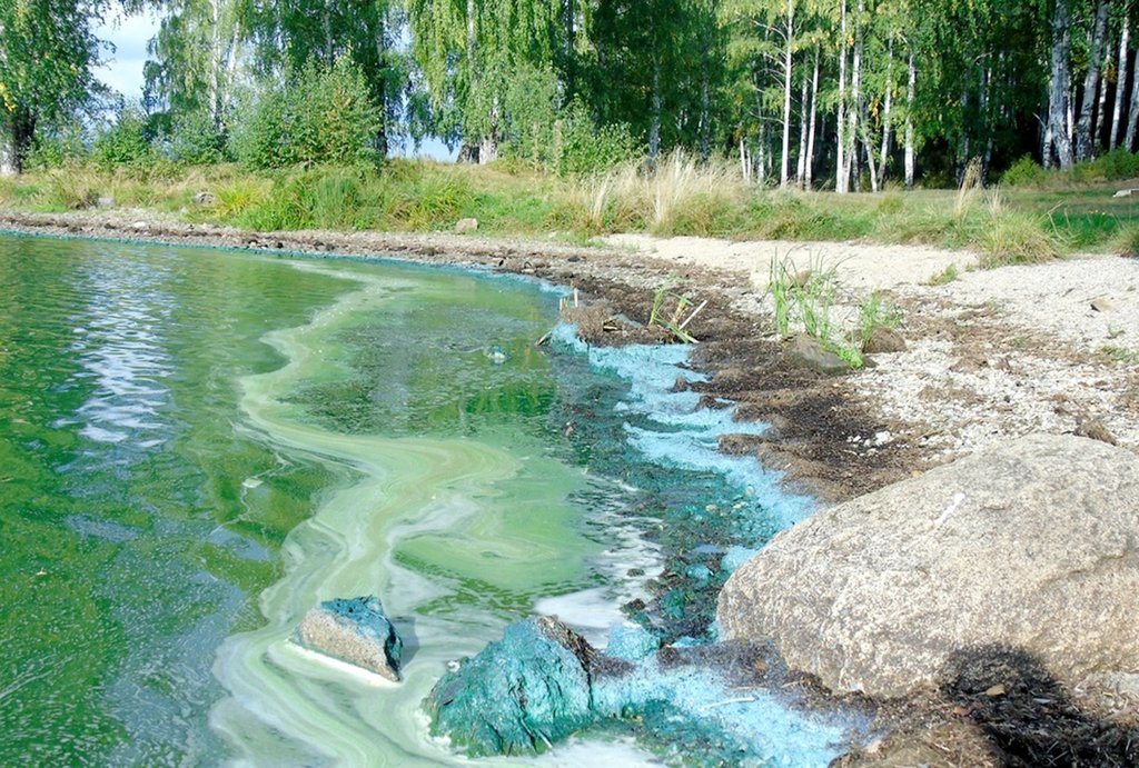 Сине-зелёные водоросли, они же цианобактерии, начинают бурно развиваться при попадании в воду биоотходов. Водоросли выделяют токсичные вещества, которые убивают других обитателей водоёма. Фото: Рамиль Хакимов