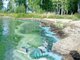 Сине-зелёные водоросли, они же цианобактерии, начинают бурно развиваться при попадании в воду биоотходов. Водоросли выделяют токсичные вещества, которые убивают других обитателей водоёма. Фото: Рамиль Хакимов