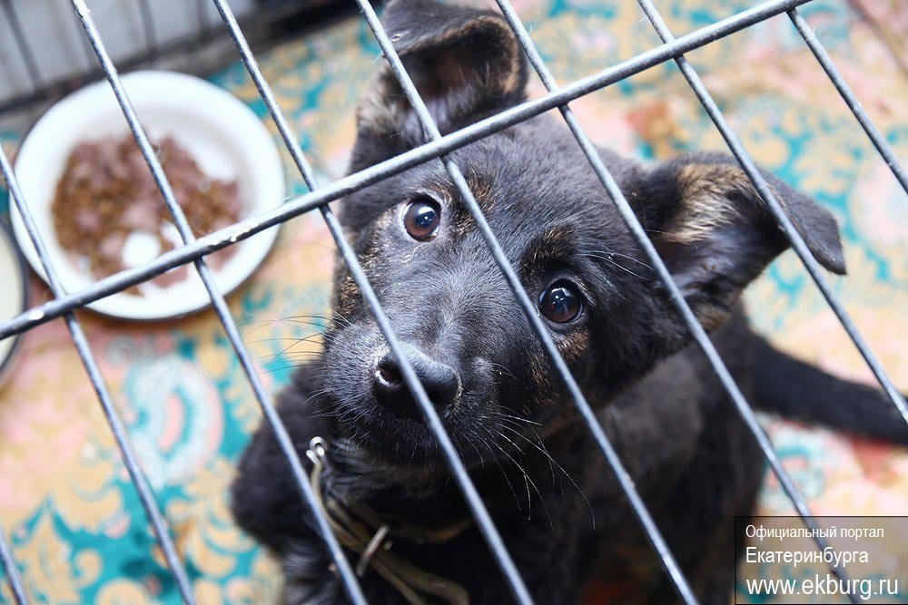 Всех собак, поступающих в пункт кратковременного содержания, после ветеринарного осмотра стерилизуют  и чипируют. Фото с сайта ekbburg.ru