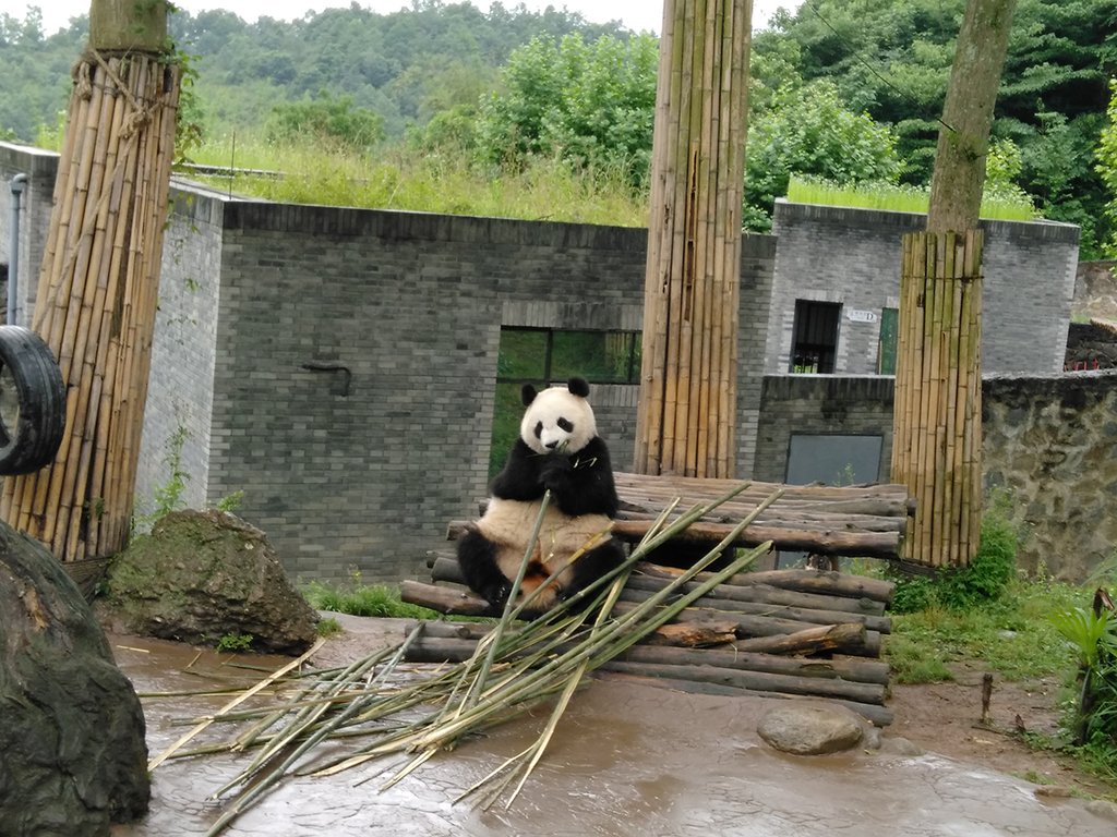 Панда может вырасти до 1,8 метра и весить 150-160 кг