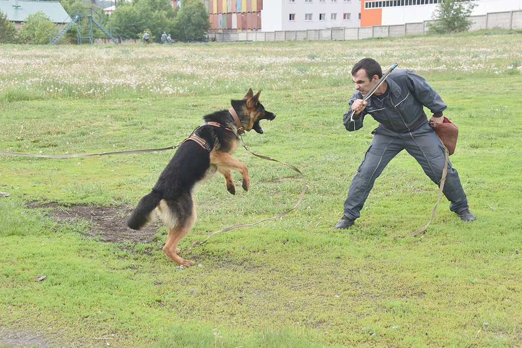 На дрессировке служебной собаки инструктор делает угрожающие движения