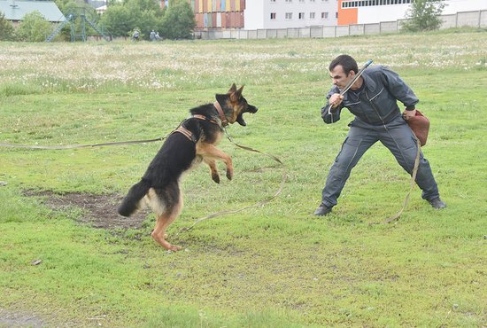 На дрессировке служебной собаки инструктор только делает угрожающие движения. Фото: Алексей Кунилов