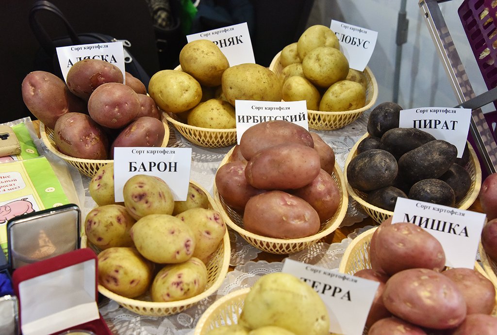Сорта картофеля, выведенные в Екатеринбурге, известны далеко за пределами Свердловской области. Фото: Алексей Кунилов