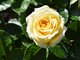 Сохранить здоровье роз во время цветения непросто, поэтому необходимо тщательно обрабатывать их от вредителей. Фото: Алексей Кунилов